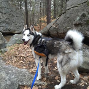 husky backpack for dogs