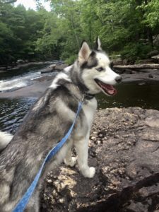 ATV trails for hiking with dogs