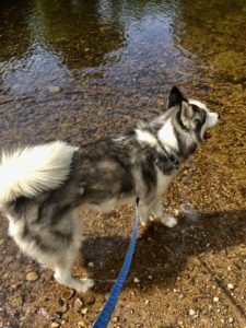 dog in water hiking atv trail