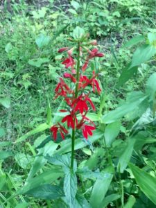 wildflower on atv trail