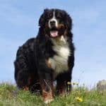 best dog breeds for hiking bernese mountian dog