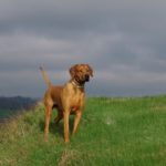 best dog breeds for hiking rhodesian ridgeback