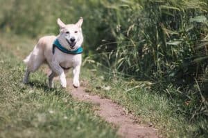 best dog breeds for hiking rescue dog mixed breed