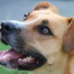 best dog breeds for hiking rescue dog mixed breed