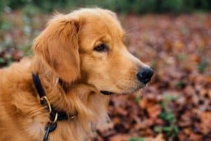best dog breeds for hiking golden retriever