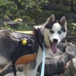 best dog breeds for hiking siberian husky