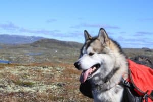 best dog breeds for hiking alaskan malamute