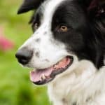 best dog breeds for hiking border collies