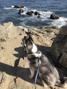 husky looking at ocean in maine