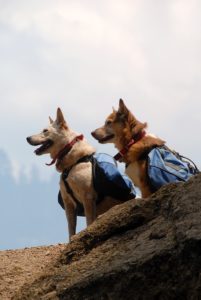 Two dogs with backpacks paused while hiking on a mountain trail