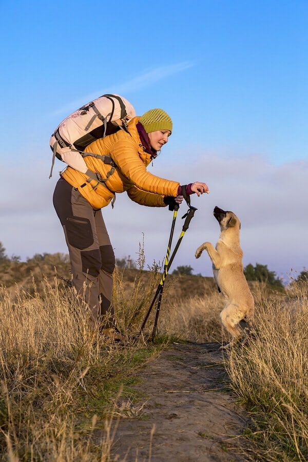 good dogs for hiking