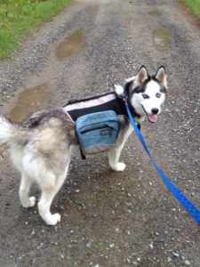 husky with backpack