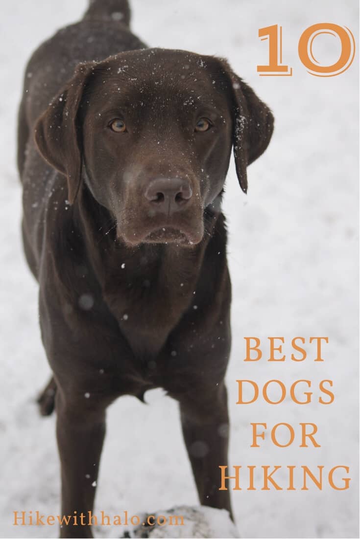 Top 10 dog breeds for hiking Labrador retrievers