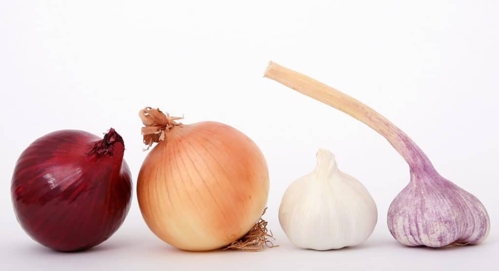 Onions and garlic are dangerous human food for dogs