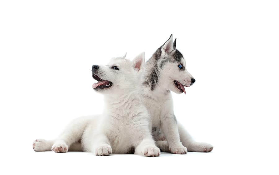 siberian husky puppies