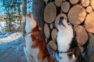 husky trait howling