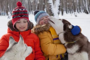 siberian huskies are great with kids
