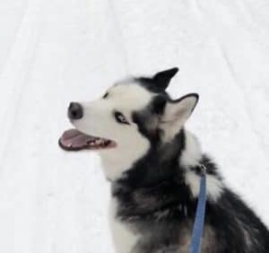 siberian husky traits snowdog