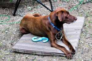 What you'll need for camping with dogs. A mat to get off the ground is a must have.