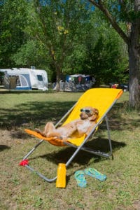 camping with dogs and what you'll need to pack