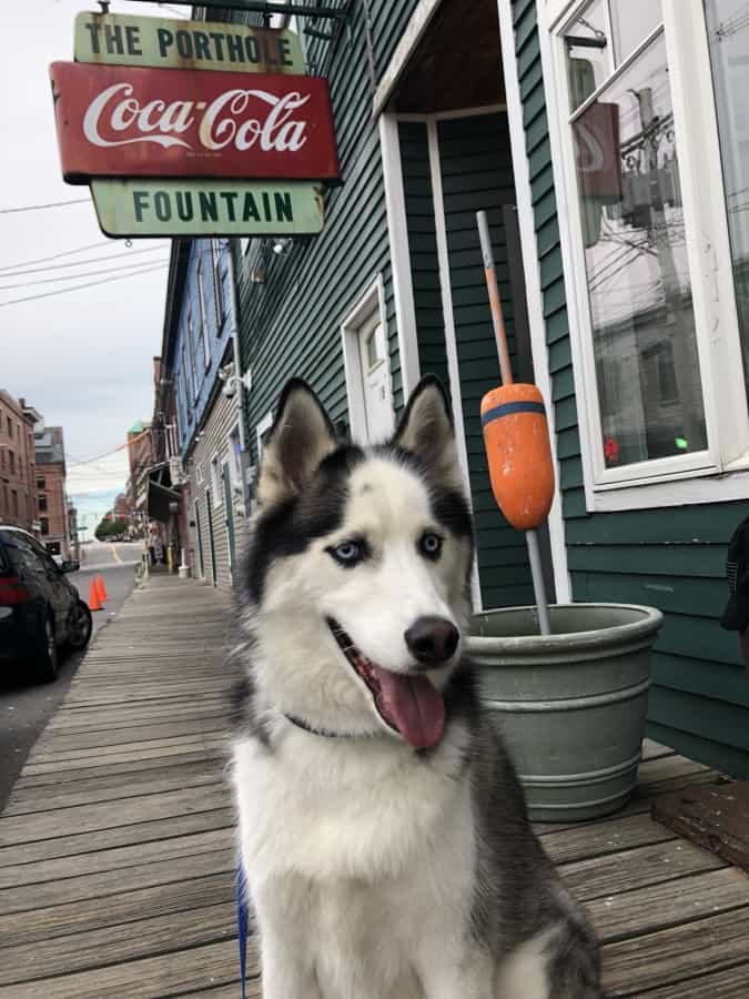 best pet friendly restaurants in Portland,Maine