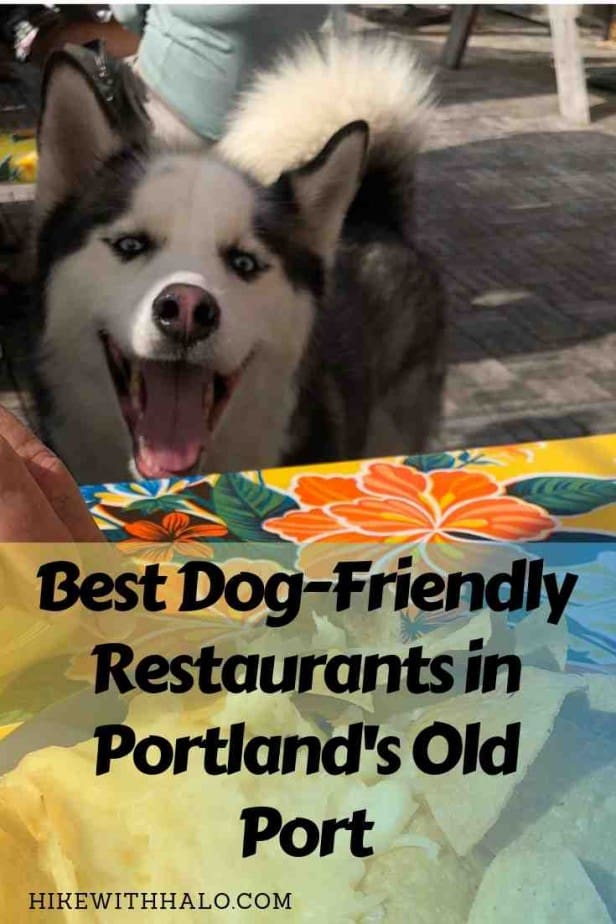 Halo at Portland's dog-friendly restaurant