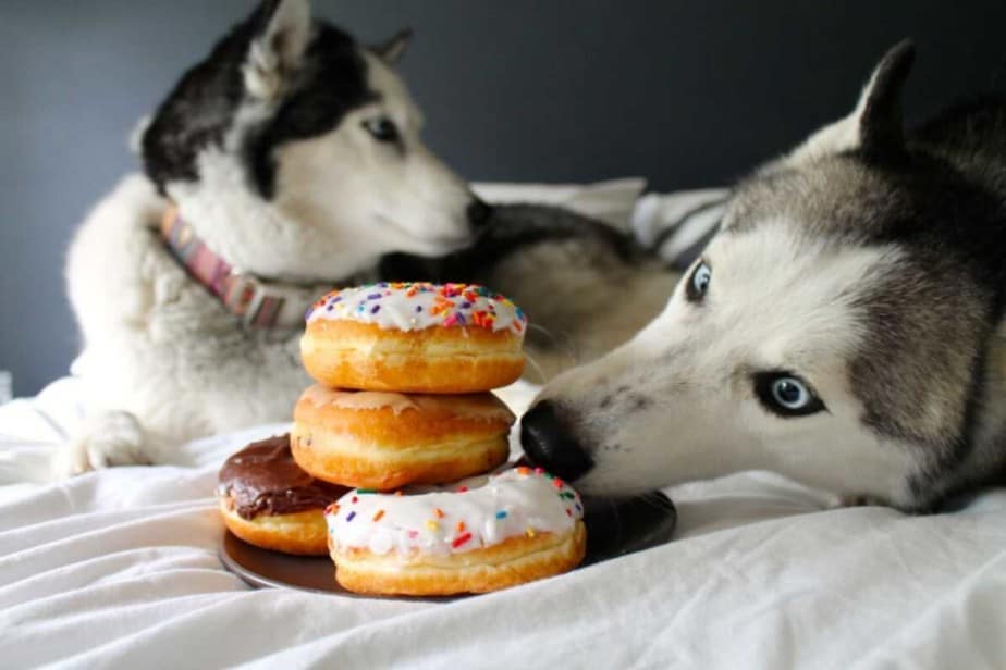 Huskies looking at donuts