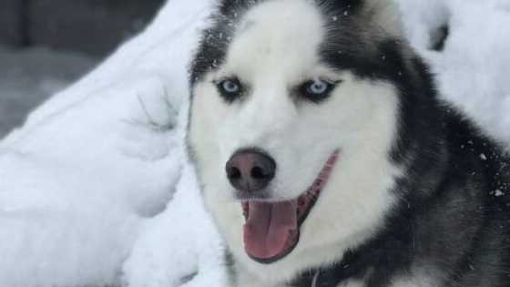 snow nose in husky